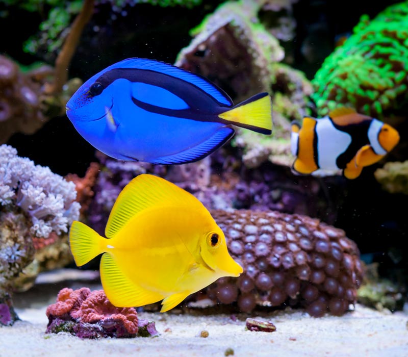 saltwater fish in aquarium