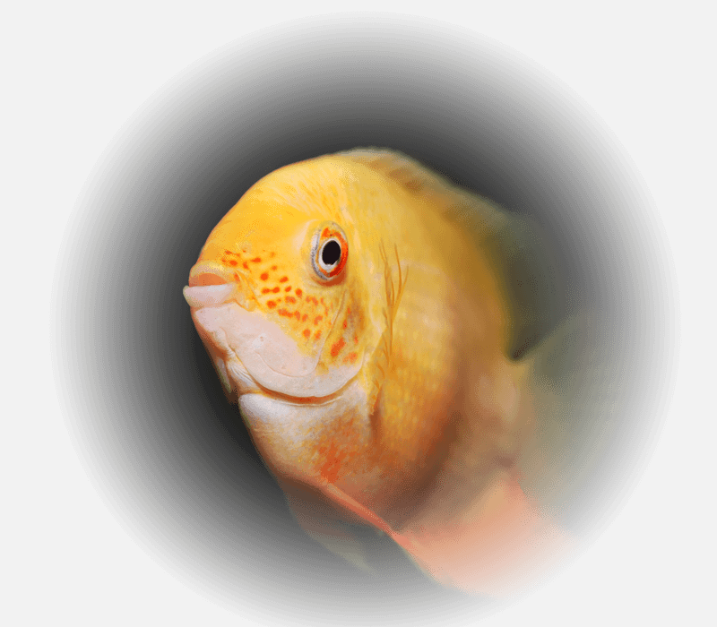 yellow aquarium fish