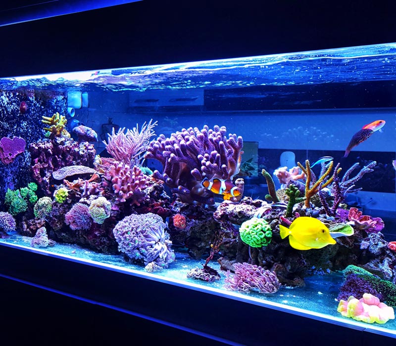 saltwater aquarium