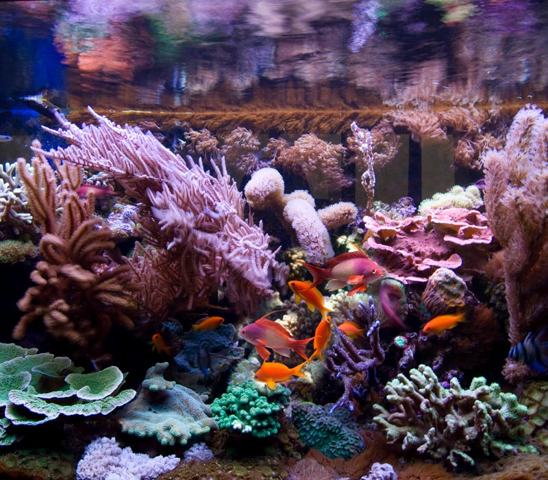 fish and coral in saltwater aquarium