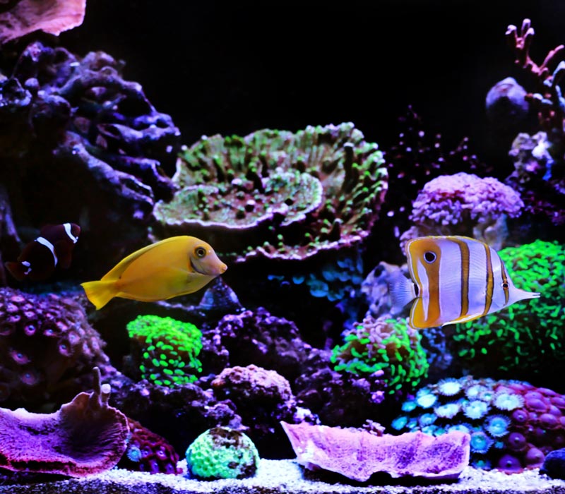 Tropical fishes in saltwater dream coral aquarium tank