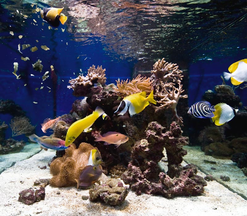 Tropical fish aquarium