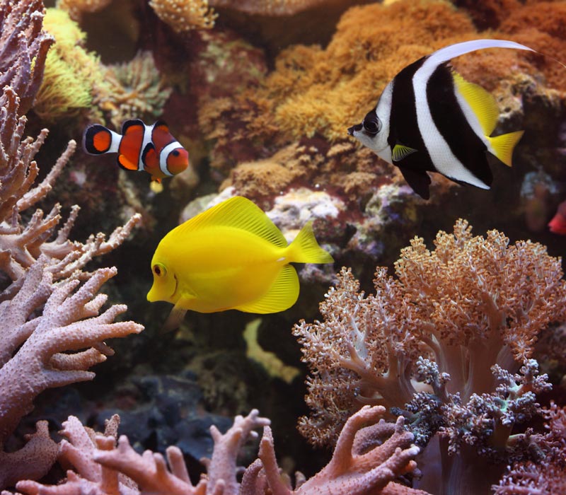 Underwater scene of bright colored tropical fish